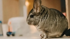 Co jeśli chinchilla jest łysy, przyczyny opadu wełnianego